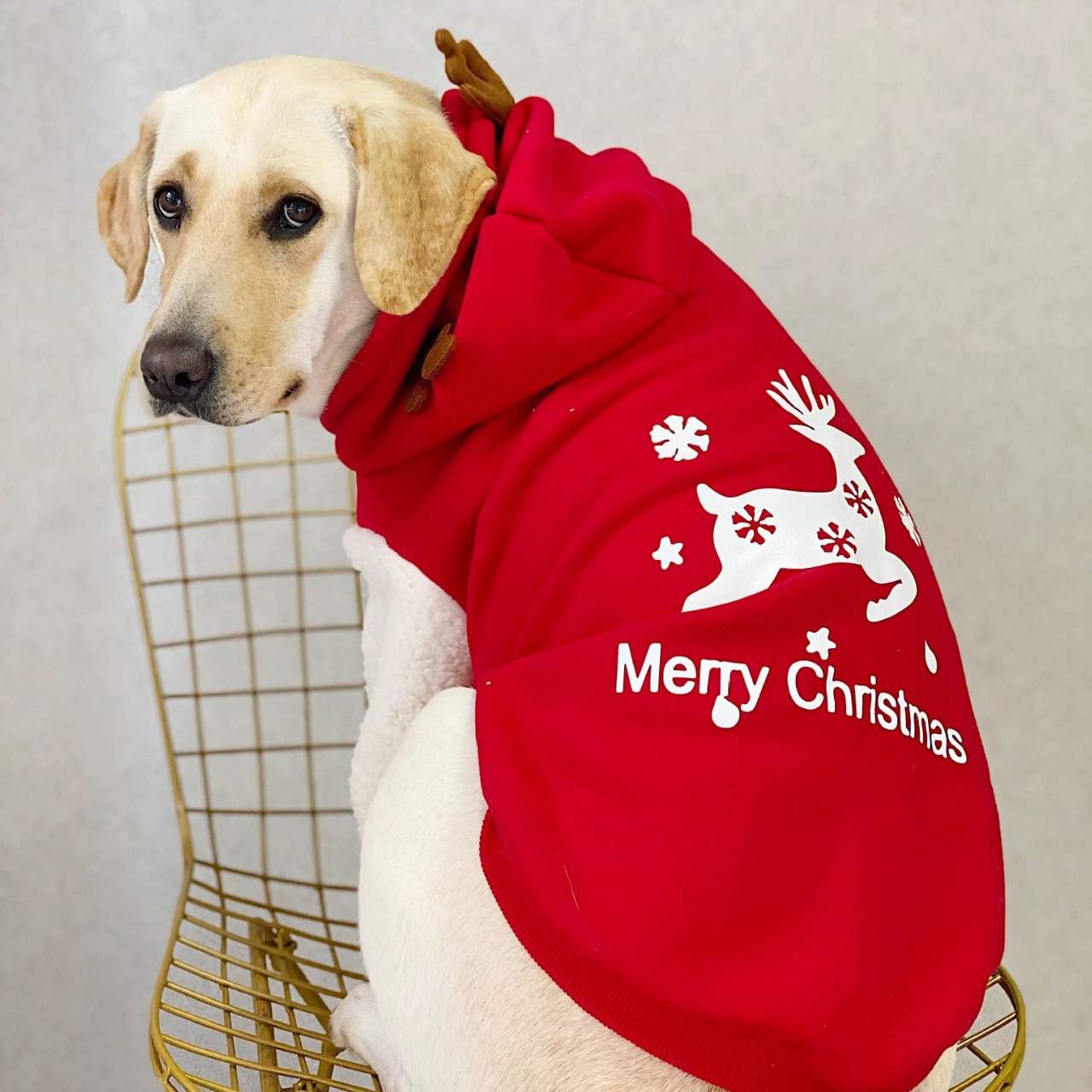ผู้ผลิตเสื้อผ้าสุนัขฤดูหนาวคุณ - Winter Clothing Manufacturers บทวิจารณ์และราคา